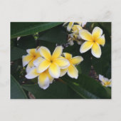 Plumeria Postkarte (Vorderseite)