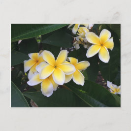 Plumeria Postkarte