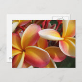 Plumeria Postkarte (Vorne/Hinten)