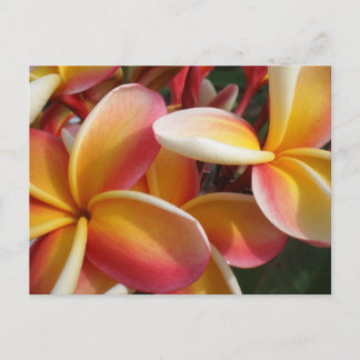 Plumeria Postkarte