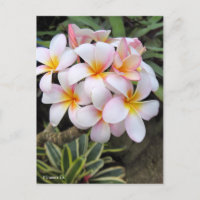 Plumeria [Postkarte]