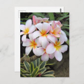 Plumeria [Postkarte] Postkarte (Vorne/Hinten)