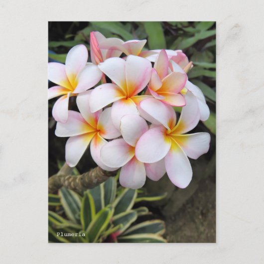 Plumeria [Postkarte] Postkarte (Vorderseite)