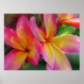 Plumeria Print Poster (Vorne)