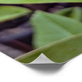 Plumeria Rubra Blume Poster (Ecke)
