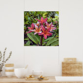 Plumeria Rubra Blume Poster (Küche)