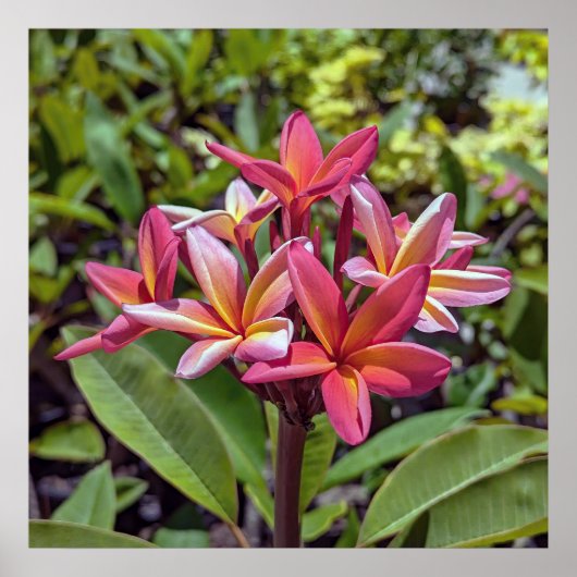 Plumeria Rubra Blume Poster (Vorne)