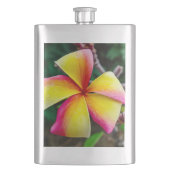 Plumeria rubra flachmann (Vorderseite)