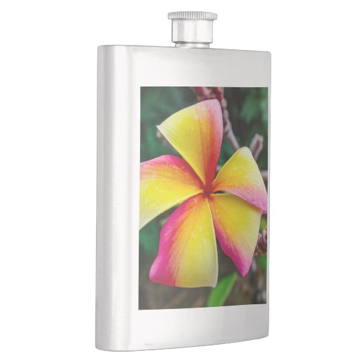 Plumeria rubra flachmann (Rechts)