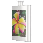 Plumeria rubra flachmann (Links)