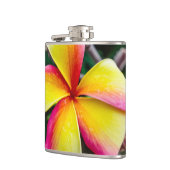 Plumeria rubra flachmann (Links)