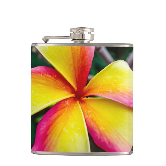 Plumeria rubra flachmann (Vorderseite)