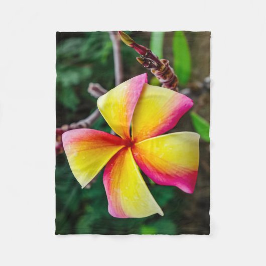 Plumeria rubra fleecedecke (Vorderseite)