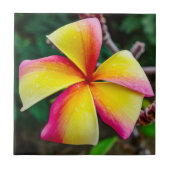Plumeria rubra fliese (Vorderseite)