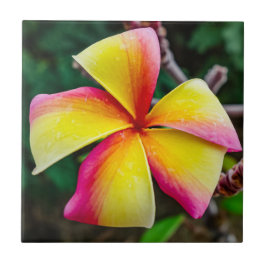 Plumeria rubra fliese