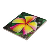 Plumeria rubra fliese (Seite)