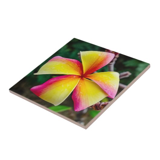 Plumeria rubra fliese (Seite)