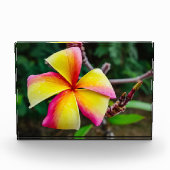 Plumeria rubra fotoblock (Vorderseite)