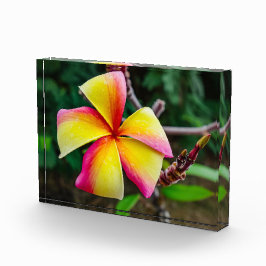 Plumeria rubra fotoblock