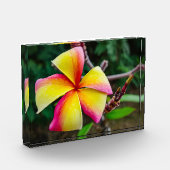Plumeria rubra fotoblock (Links)