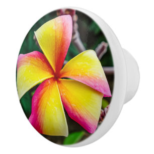Plumeria rubra keramikknauf