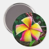 Plumeria rubra magnet (Vorderseite/Rückseite)