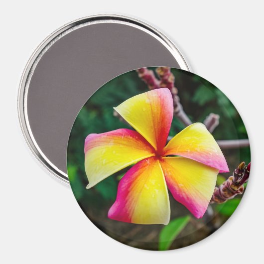 Plumeria rubra magnet (Vorderseite/Rückseite)