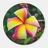 Plumeria rubra magnet (Vorne)