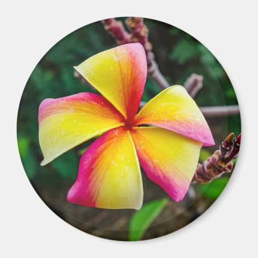 Plumeria rubra magnet (Vorne)