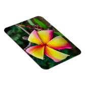 Plumeria rubra magnet (Rechte Seite)