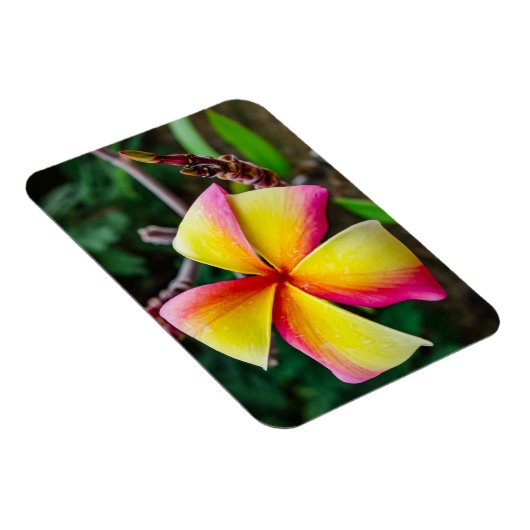 Plumeria rubra magnet (Rechte Seite)