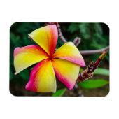 Plumeria rubra magnet (Horizontal)