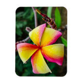 Plumeria rubra magnet (Vertikal)