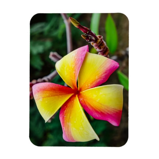 Plumeria rubra magnet (Vertikal)