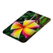 Plumeria rubra magnet (Linke Seite)