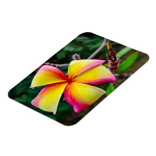 Plumeria rubra magnet (Linke Seite)