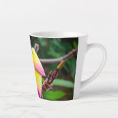 Plumeria rubra milchtasse (Rechts)