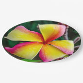 Plumeria rubra pappteller (Schrägansicht)