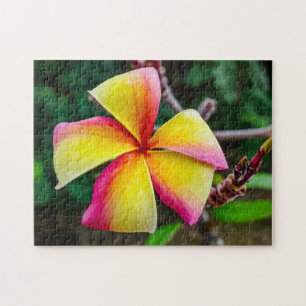 Plumeria rubra puzzle