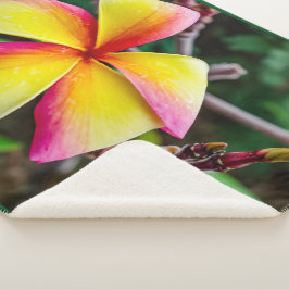 Plumeria rubra sherpadecke