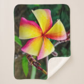 Plumeria rubra sherpadecke (Vorderseite)