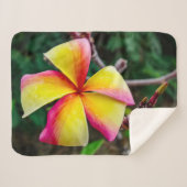 Plumeria rubra sherpadecke (Vorderseite (Horizontal))