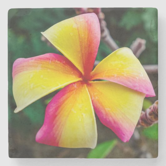 Plumeria rubra steinuntersetzer (Vorderseite)