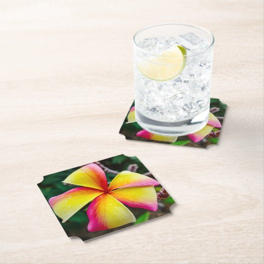 Plumeria rubra untersetzer (Vor Ort)