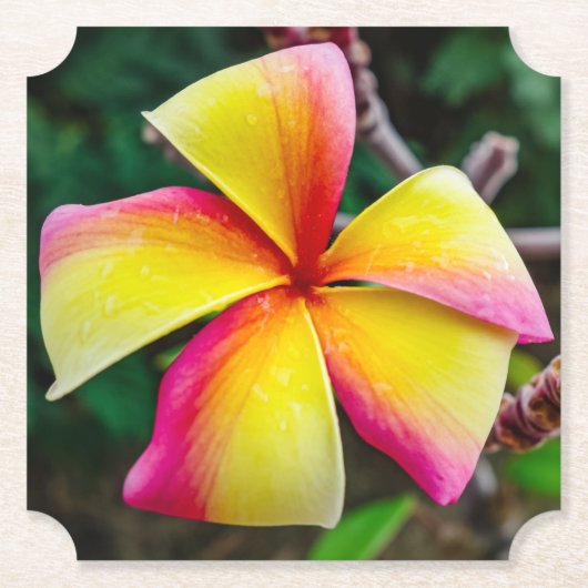 Plumeria rubra untersetzer (Vorderseite)