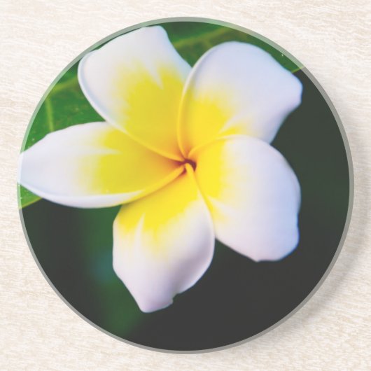 Plumeria Sandstein Untersetzer (Vorne)