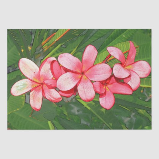 Plumeria Seidenpapier (Vorderseite)