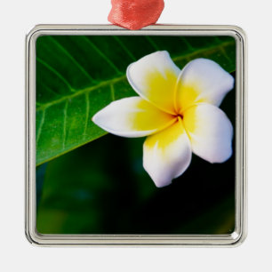 Plumeria Silbernes Ornament