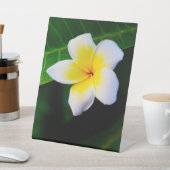 Plumeria Sockelschild (In SItu)