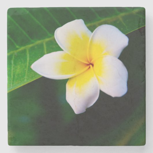 Plumeria Steinuntersetzer (Vorderseite)